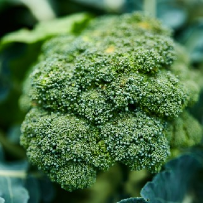 Broccoli