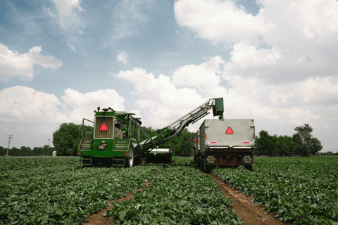 We oogsten de producten op het hoogtepunt van hun voedingswaarde 